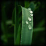 Drops VI