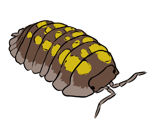 Granulatium isopod sticker by Karpizard-Prints on DeviantArt