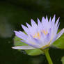 The Water Lily