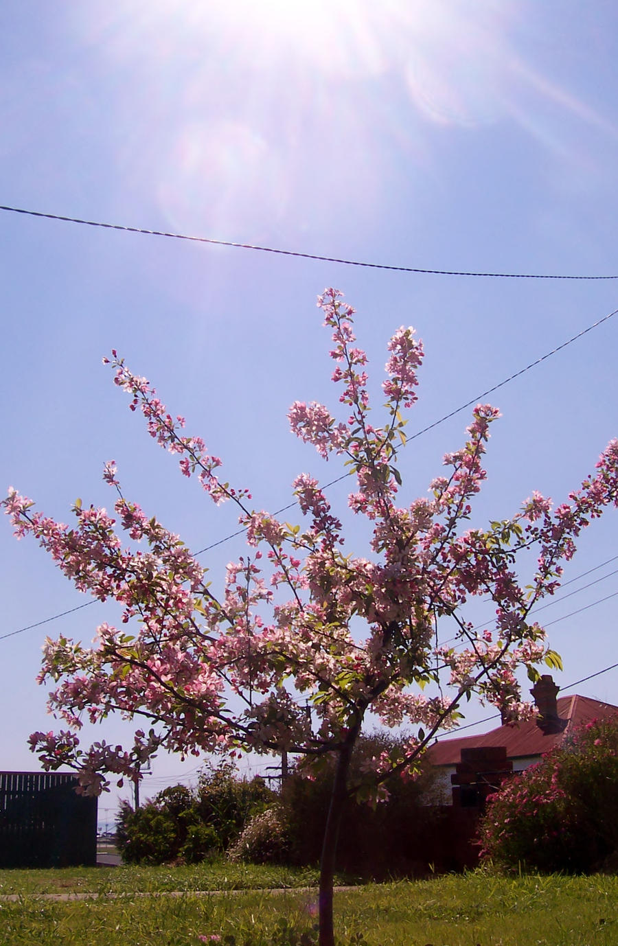 Crab Apple Tree