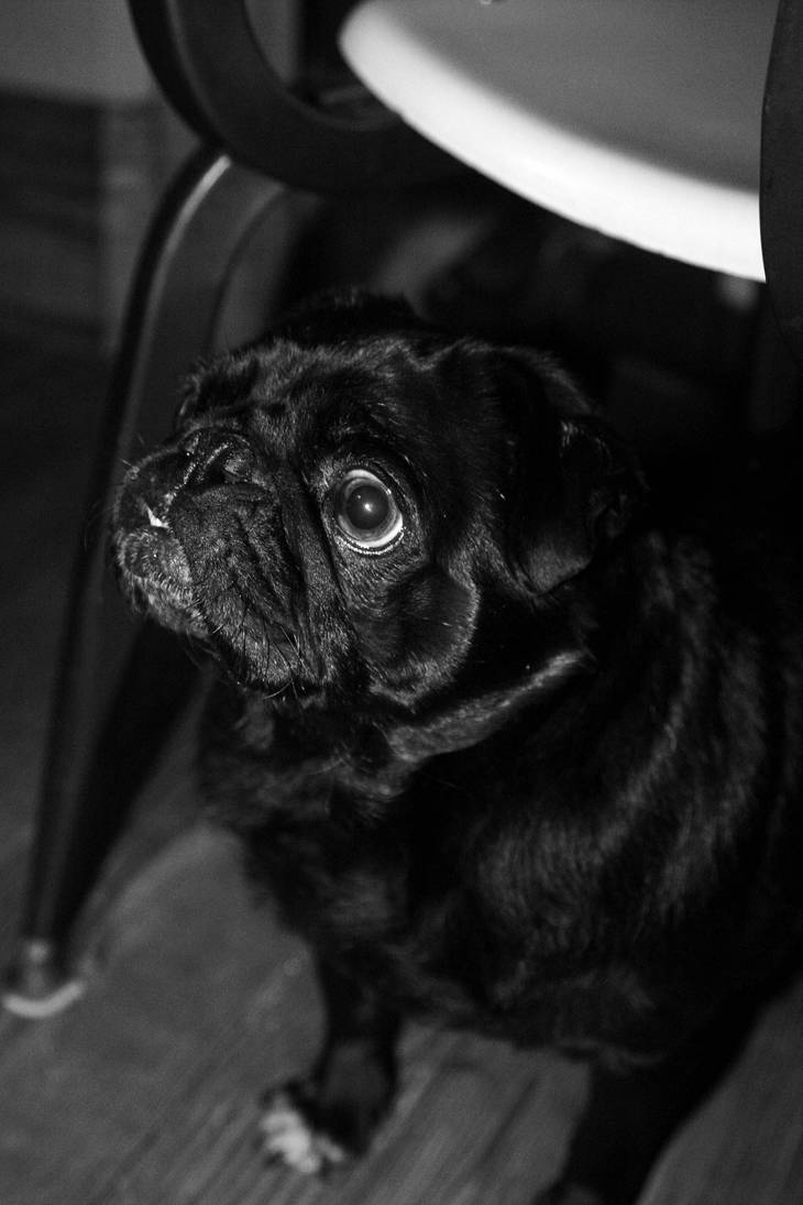Pookie by nickphotos on DeviantArt