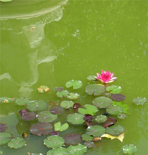 at the pond of Alphonse Daudet     NIMES