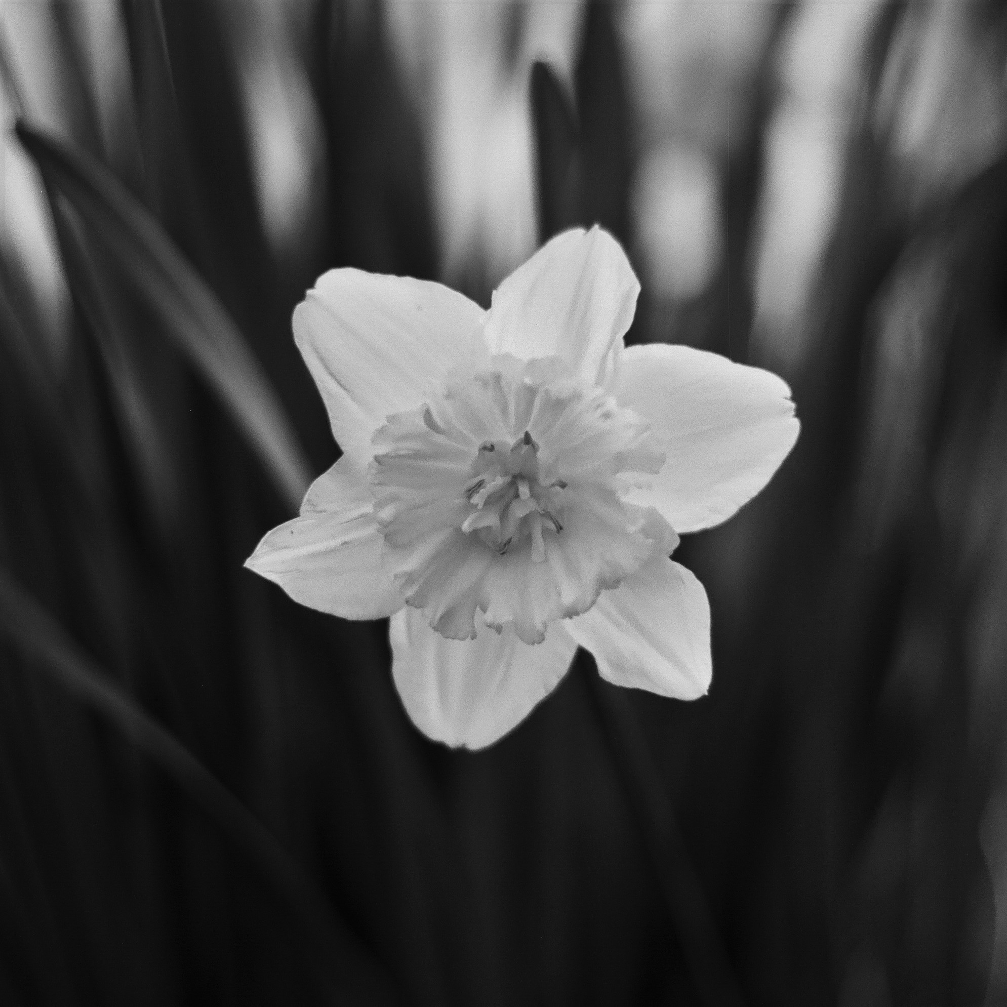 Daffodil...