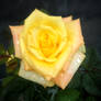 Yellow Rose