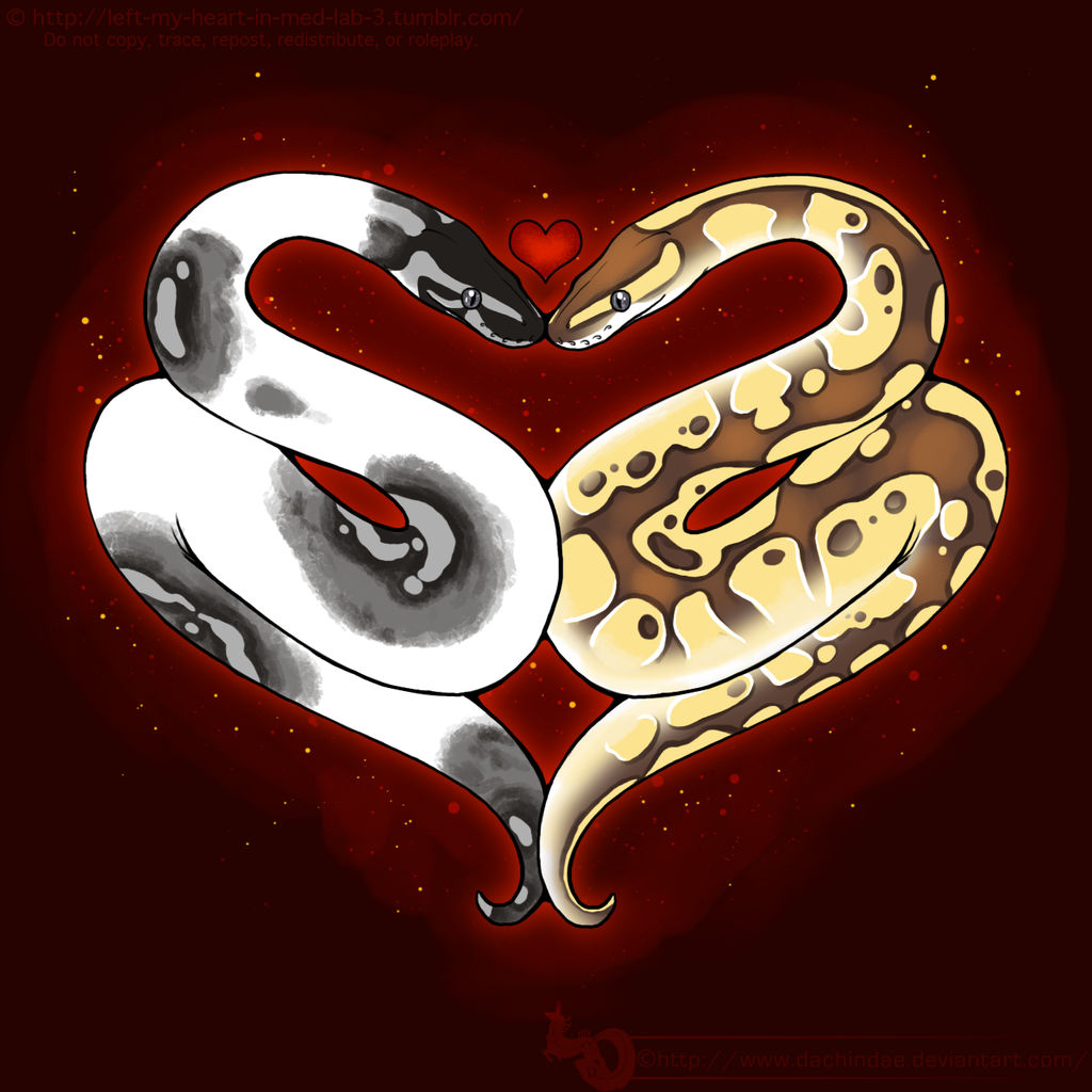 Ball Python Love by Dachindae on DeviantArt