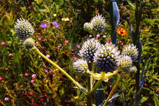 Prairie Flowers