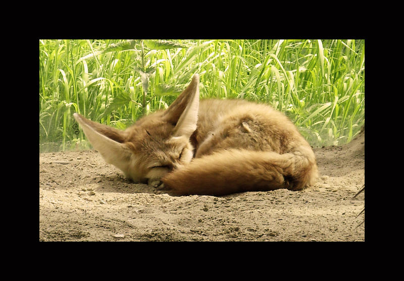 Sleeping Cutie