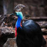 Cassowary Bird