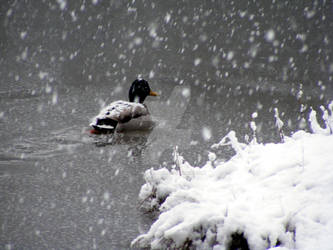 Snow Duck