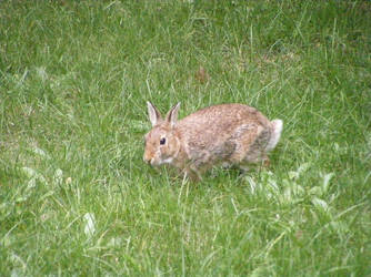 Wild Rabbit