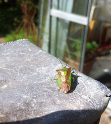 Golden leafbug