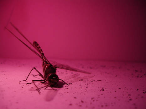 pINKdragonfly