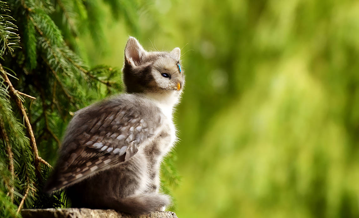 Normal Meowl Guardian Meowl by JesterDae on DeviantArt