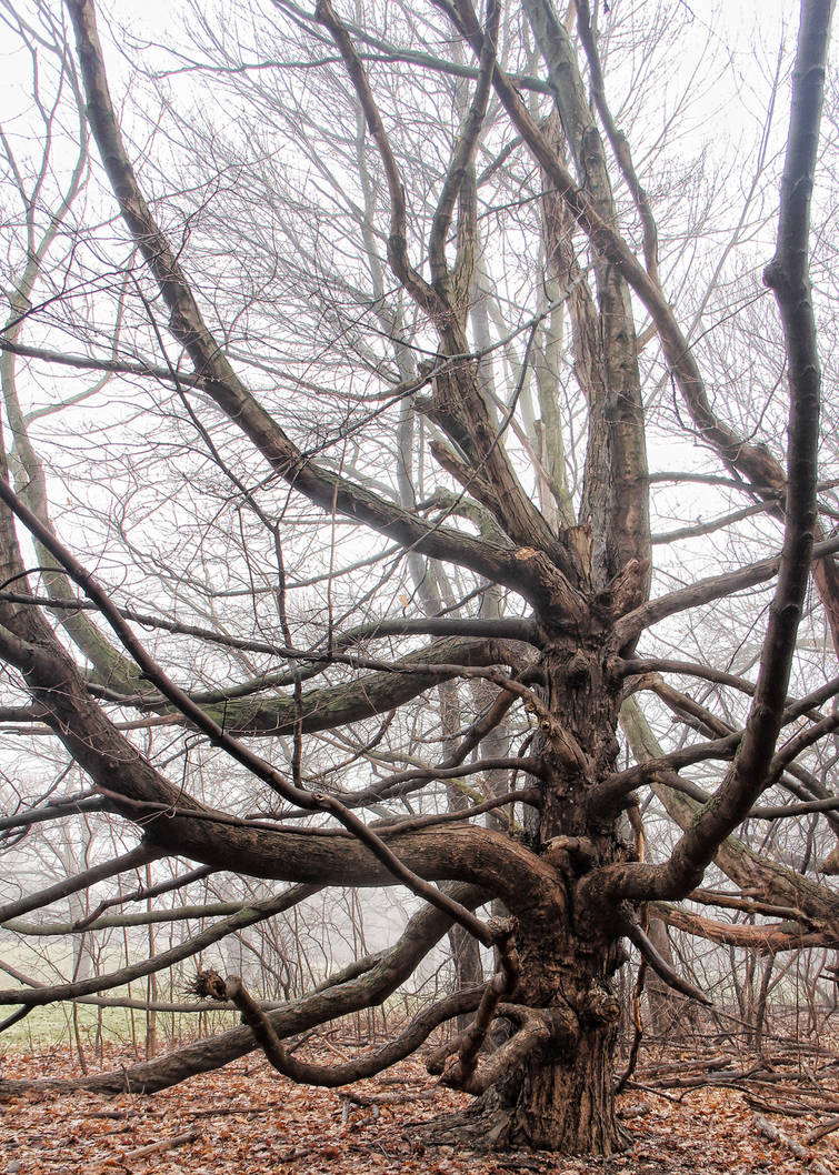 Limbs by photorip