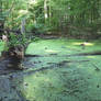 Drifting Duckweed