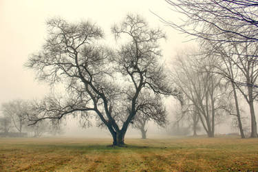Foggy Tree - 1 by photorip