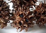 SweetGum Monster by photorip