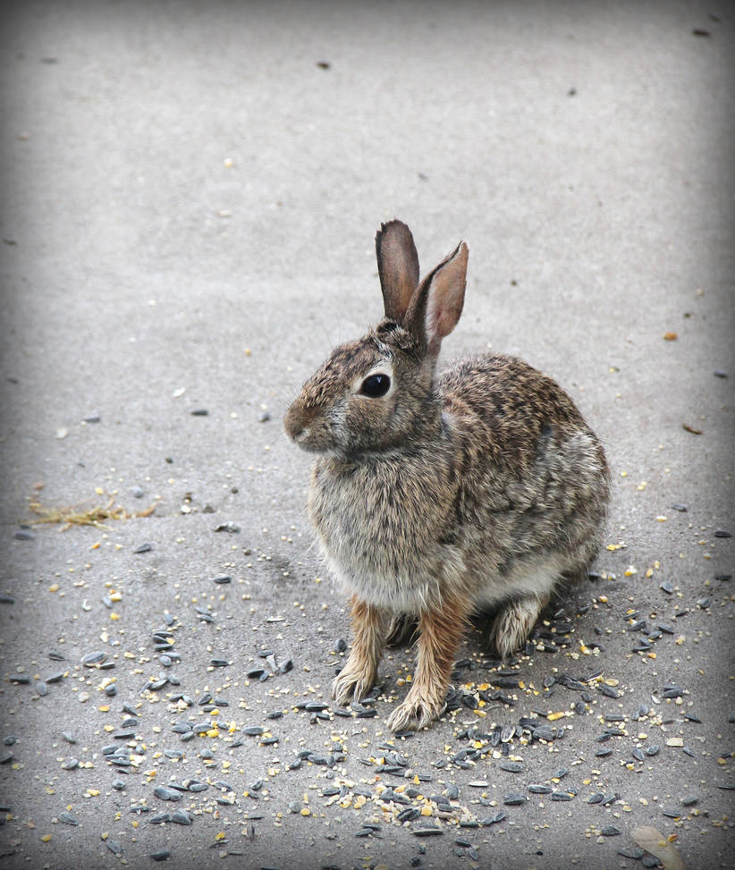 The Wise Bunny by photorip on DeviantArt