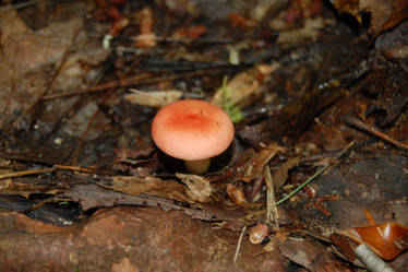 Little Red Mushroom