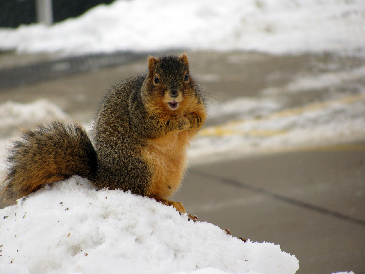 Squirrely Business