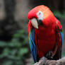 Coy Macaw