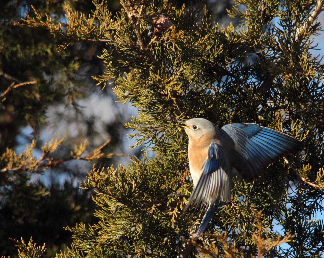 Blue Juniper Delight