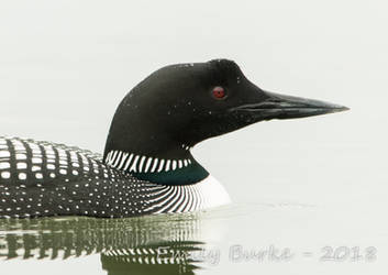 Common Loon Portrait