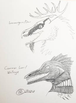 Bird Dragon Sketches