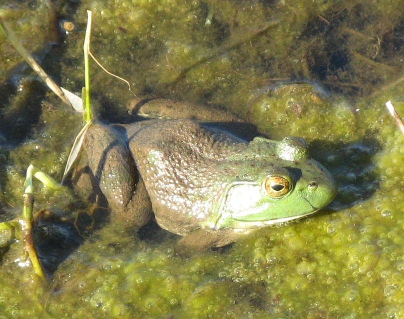 Bullfrog by shadowfire-x on DeviantArt