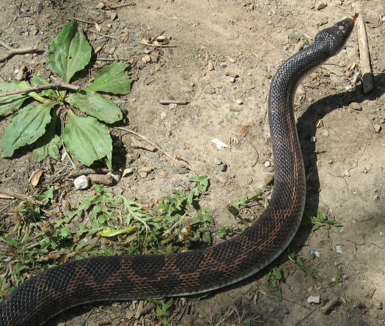 Black Rat Snake