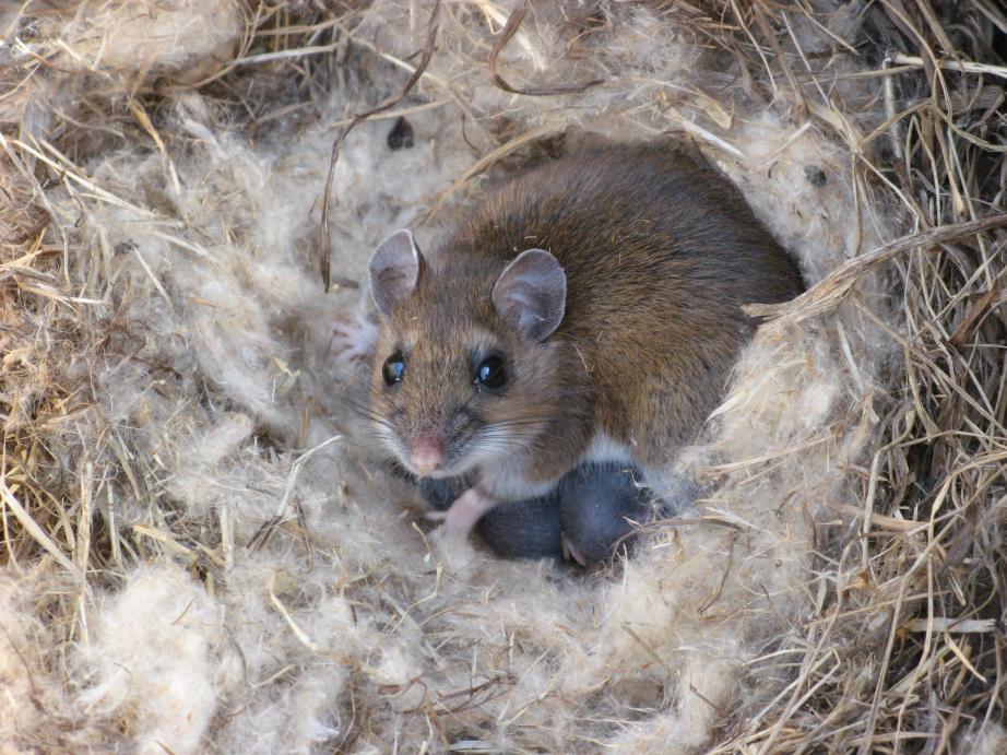 A Rat's Nest