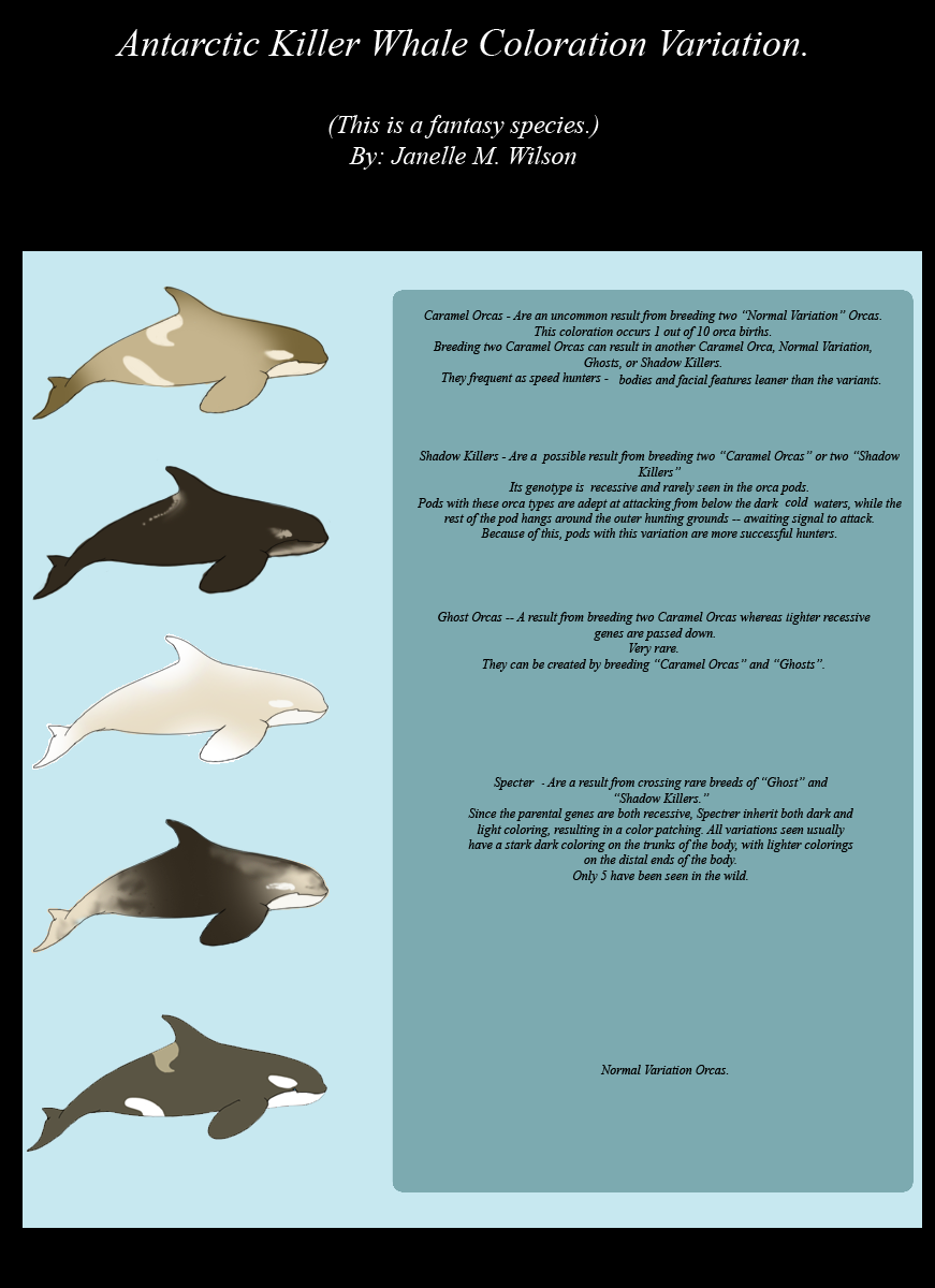 ADOPT Antarctic Killer Whale Coloration Variation