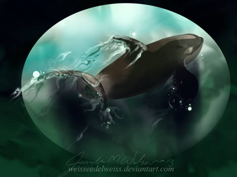 Antarctic Shadow Killer Whale