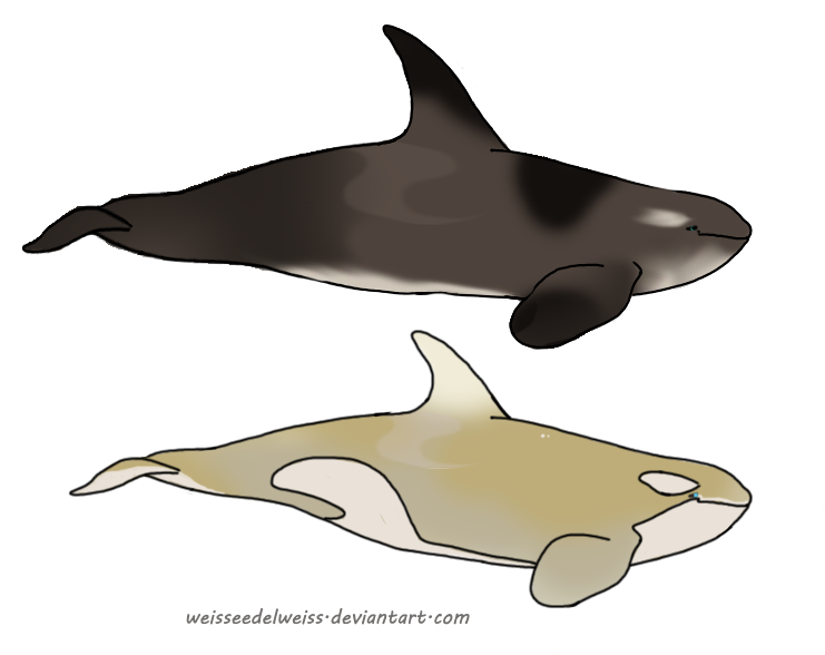 Cappuccino/Antartctic Orca: Adoptions for Ninuturu