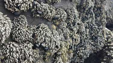 Muscles and Barnacles, Ocean Shores, WA