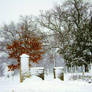 Centuries of Snow and Trees