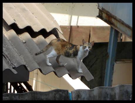 CAT ON A HOT TIN ROOF