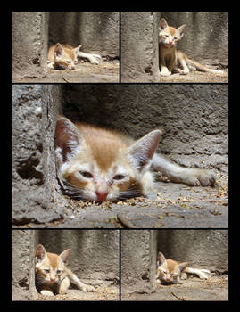 SLEEPY HEAD COLLAGE