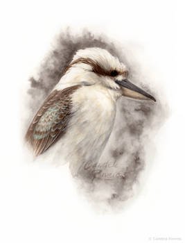 Kookaburra