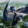 The Angry Harpy