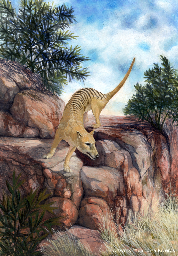 Thylacine