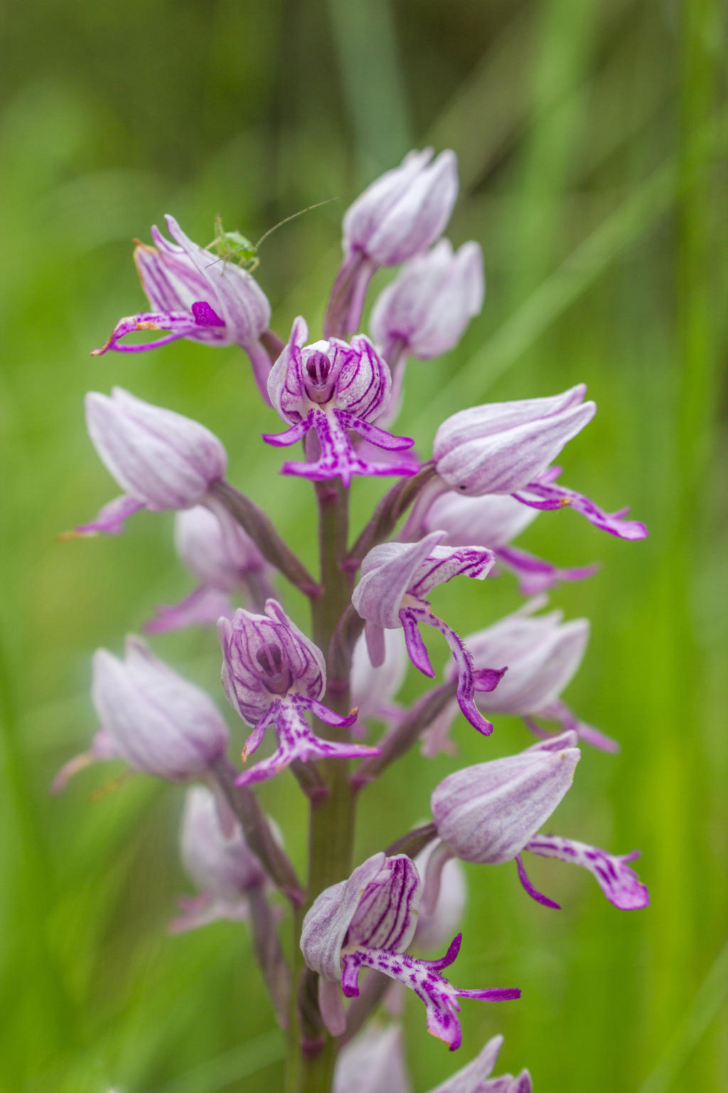 Orchis militaris