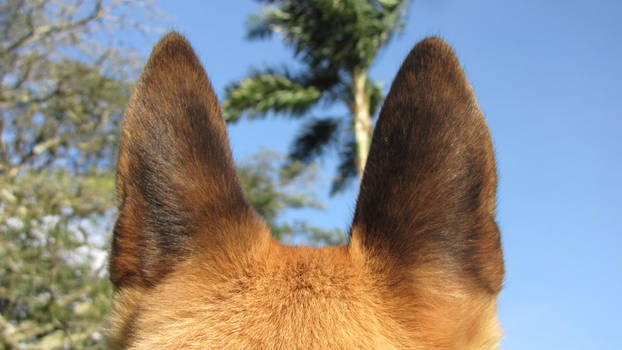 My lover ears