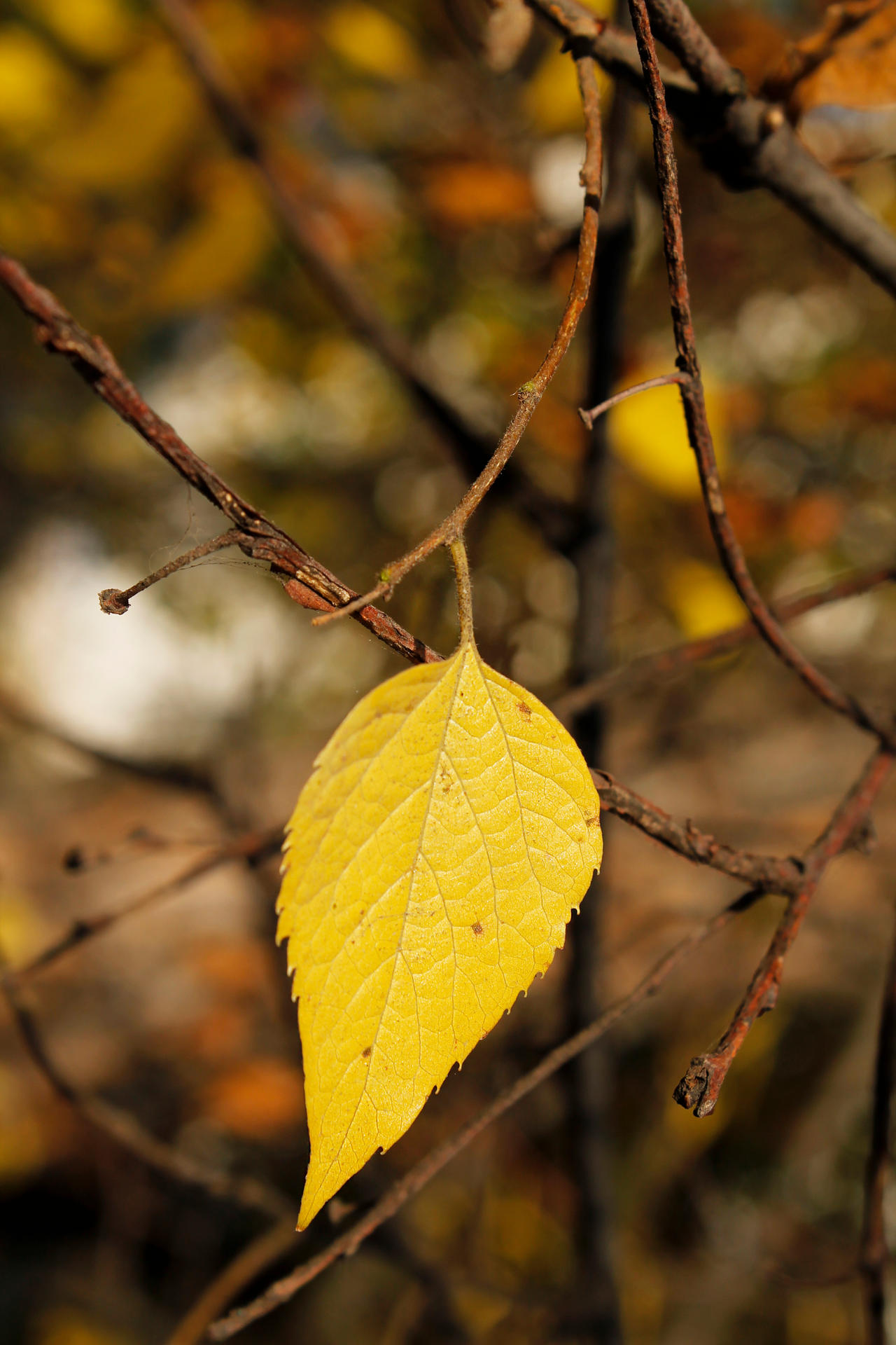 One leaf left... by Ceraela on DeviantArt