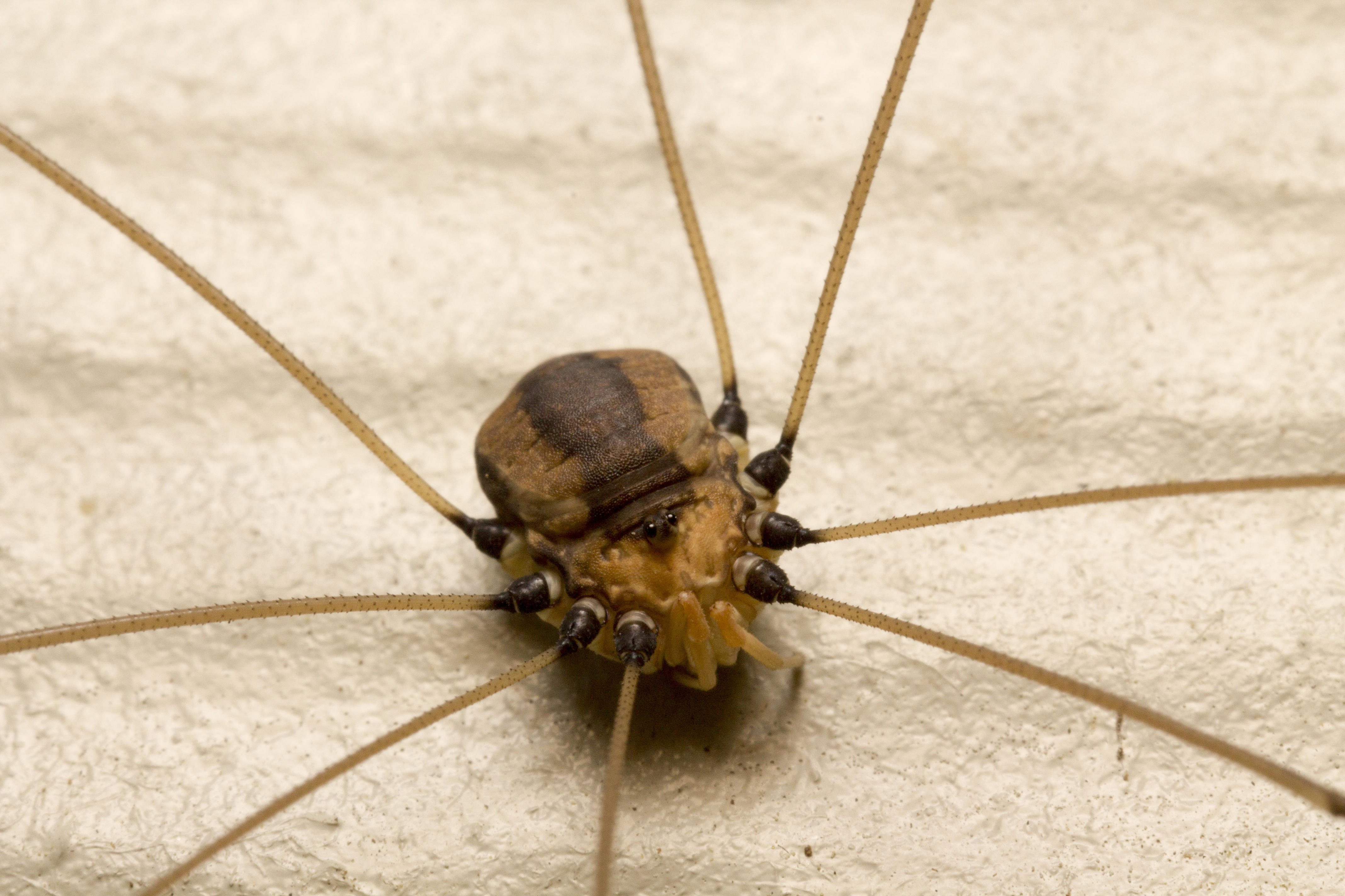 Mommy long legs, Macro shot of a female Daddy Long-Legs (Ph…