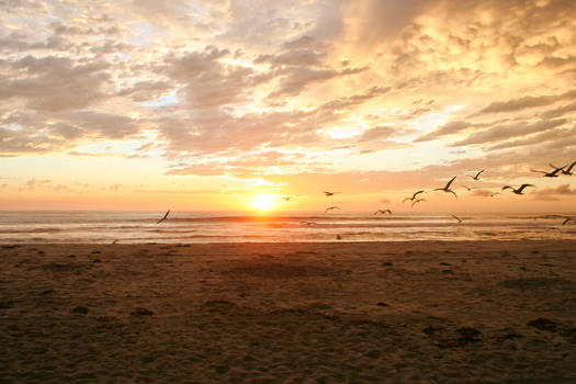 Flying Birds Sunset