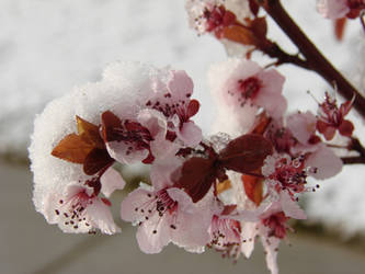 Icy Blossoms