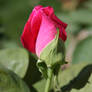 Rose Bud