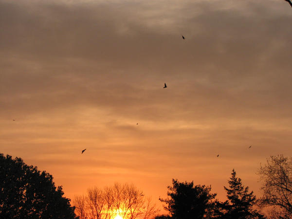 Sunset and bird stock