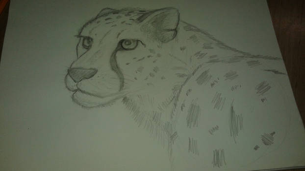 Cheetah Sketch